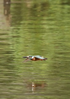 1P4A0896 (2).JPG