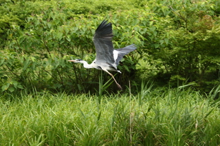 1P4A8656.JPG
