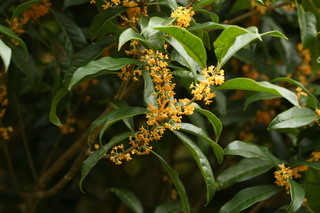 4X0A8242.JPG