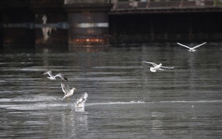 IMG_2579.jpg
